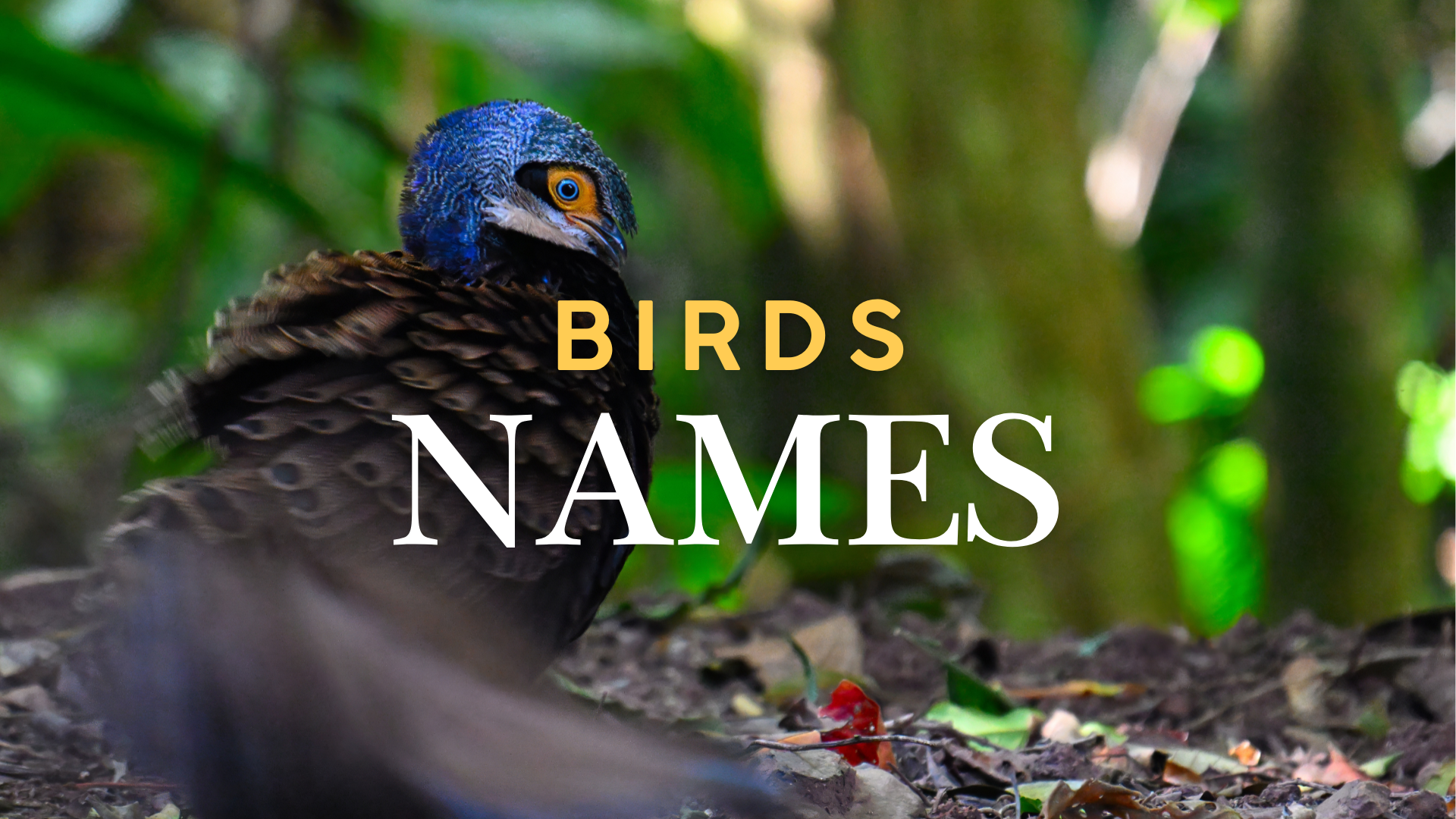 Birds Names – 快速查找中英文鳥名