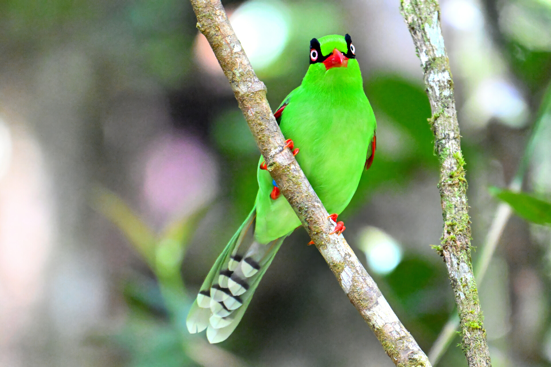 沙巴(Sabah)賞鳥─亞庇、神山、大山、RDC、京河